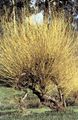   жълт Декоративни растения Върба / Salix снимка