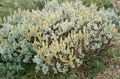   zilverachtig Sierplanten Wilg / Salix foto