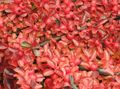   červená Dekoratívne rastliny Cotoneaster Horizontalis fotografie