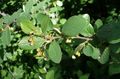   zöld Dísznövény Hedge Madárbirs, Európai Madárbirs / Cotoneaster fénykép