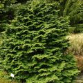   grön Dekorativa Växter Atlanten Vit Ceder, Hinoki Falska Cypress / Chamaecyparis Fil