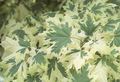   brokiga Dekorativa Växter Lönn / Acer Fil