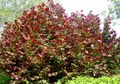   burgundietis Dekoratīvie Augi Lazda / Corylus Foto