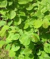   მწვანე დეკორატიული მცენარეები ყავისფერი / Corylus სურათი