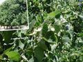   grön Dekorativa Växter Gemensam Lime, Lind, Basswood, Lindblom, Silver Linden / Tilia Fil