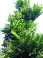   zöld Dísznövény Hajnalban Vörösfenyő / Metasequoia fénykép