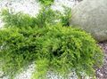   roheline Dekoratiivtaimede Kadakas, Sabina / Juniperus Foto