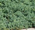   ljósblátt skraut plöntur Juniper, Sabina / Juniperus mynd