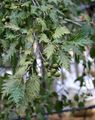   golden Dekorative Pflanzen Common Alder / Alnus Foto