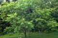   зелений Декоративні Рослини Горіх / Juglans Фото