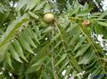   vihreä Koristekasvit Saksanpähkinä / Juglans kuva