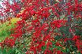   rdeča Okrasne Rastline Holly, Črna Jelša, American Holly / Ilex fotografija