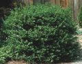   tumman-vihreä Koristekasvit Holly, Tervaleppä, Amerikkalainen Holly / Ilex kuva