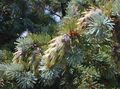   silvery Ornamental Plants Douglas Fir, Oregon Pine, Red Fir, Yellow Fir, False Spruce / Pseudotsuga Photo