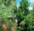   žalias Dekoratyviniai Augalai Douglas Eglės, Pušies Oregon, Raudona, Eglės, Geltona, Eglės Klaidinga / Pseudotsuga Nuotrauka