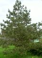   grænt skraut plöntur Fura / Pinus mynd