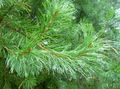   绿 观赏植物 松 / Pinus 照