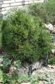  tumeroheline Dekoratiivtaimede Mänd / Pinus Foto