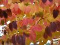   бордовий Декоративні Рослини Багряник / Cercidiphyllum Фото