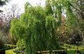   zielony Dekoracyjne Rośliny Katsura Drzewo / Cercidiphyllum zdjęcie