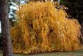   жълт Декоративни растения Кацура Дърво / Cercidiphyllum снимка