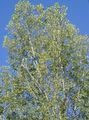   gaiši zaļš Dekoratīvie Augi Cottonwood, Papele / Populus Foto