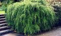   zielony Dekoracyjne Rośliny Cykuta / Tsuga zdjęcie