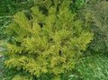 Hiba, Valse Arborvitae, Japanse Elkhorn Cipressen