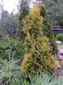   jaune des plantes décoratives Thuya / Thuja Photo