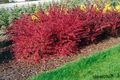   црвено Украсне Биљке Жутиковина, Јапански Лоза / Berberis thunbergii фотографија