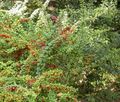   зелен Украсне Биљке Жутиковина, Јапански Лоза / Berberis thunbergii фотографија