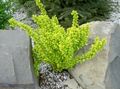   黄 観賞植物 メギ、日本メギ / Berberis thunbergii フォト