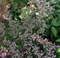   variegato Le piante ornamentali Crespino, Crespino Giapponese / Berberis thunbergii foto
