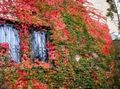   红 观赏植物 波士顿常春藤，维吉尼亚爬山虎，伍德拜恩 / Parthenocissus 照