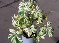   多色 観賞植物 ツタ、バージニアクリーパー、ウッドバイン / Parthenocissus フォト
