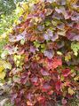   vert des plantes décoratives Amur Raisin / Vitis amurensis Photo