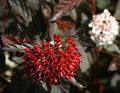   күрең Сәндік өсімдіктер Physocarpus Kalinolistny / Physocarpus opulifolius Фото