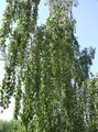   绿 观赏植物 桦木 / Betula 照