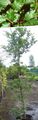   绿 观赏植物 常见的榉木，欧洲榉木 / Fagus sylvatica 照