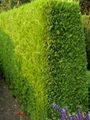   ყვითელი დეკორატიული მცენარეები Leyland Cypress / Cupressocyparis სურათი
