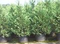   hellblau Dekorative Pflanzen Leyland-Zypresse / Cupressocyparis Foto