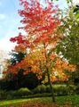   zielony Dekoracyjne Rośliny Styrakowiec, Czerwona Guma, Bursztynowa Ciecz / Liquidambar zdjęcie