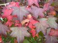   zöld Dísznövény Sweetgum, Vörös Íny, Folyékony Borostyán / Liquidambar fénykép