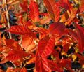   vert des plantes décoratives La Gomme Aigre, Blackgum, Tupelo, Pepperidge / Nyssa sylvatica Photo