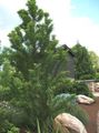   მწვანე დეკორატიული მცენარეები Bald Cypress / Taxodium distichum სურათი