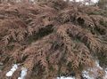   მწვანე დეკორატიული მცენარეები Siberian ხალიჩა Cypress / Microbiota decussata სურათი