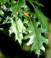   тъмно-зелен Декоративни растения Дъб / Quercus снимка