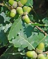   grün Dekorative Pflanzen Eiche / Quercus Foto
