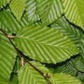   zelená Dekorativní rostliny Habr / Carpinus betulus fotografie