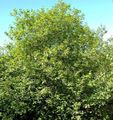   πράσινος Διακοσμητικά φυτά Γυαλιστερό Buckthorn, Σκλήθρα Buckthorn, Fernleaf Buckthorn, Tallhedge Buckthorn / Frangula alnus φωτογραφία